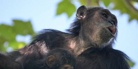 Chimpanzee Trekking Adventure Gombe National Park