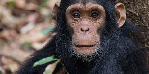 4-Day Chimpanzee Wilderness Adventure