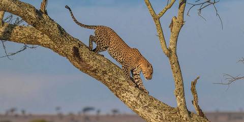 4-Day Fly - in Safari Serengeti & Ngorongoro