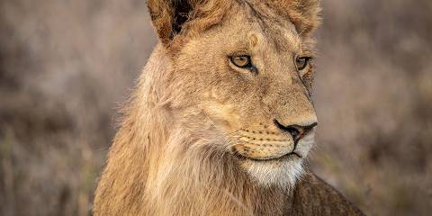 Tanzania Group Safari with 2 Nights in Serengeti