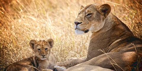 3-Day Fly-in Serengeti and Ngorongoro from Zanzibar
