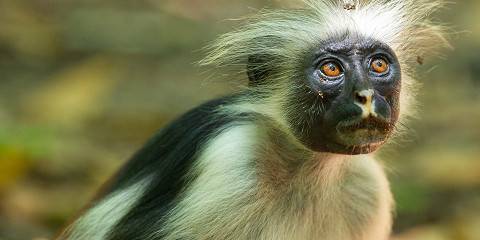 1-Day Discover Arusha National Park Safari