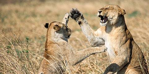 5-Day Serengeti Ngorongoro Tarangire - Semi Luxury Tour