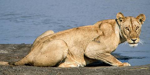4-Day Mikumi & Udzungwa Mountain NP - Highrange Only