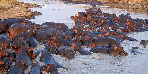 Amazing Wildlife and Zanzibar Beach Safari