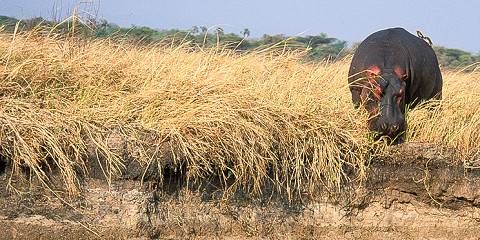 3-Day Crucial Tarangire, Ngorongoro Crater & Manyara NP