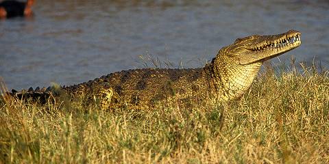 3-Day Nyerere National Park Safari Adventure