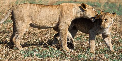 3-Day Fly-in Serengeti & Ngorongoro Camping Experience