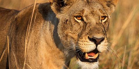 3-Day Group Tour to Serengeti & Ngorongoro