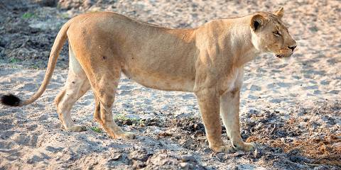 8-Day Private Wildlife Safari