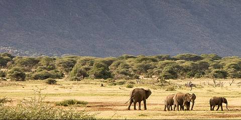 4-Day Luxury Retreat to Manyara, Serengeti & Ngorongoro