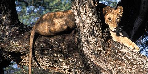 6-Day Lake Manyara, Serengeti, Ngorongoro and Tarangire