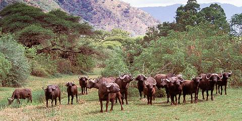 6-Day Great Migration Private Safari