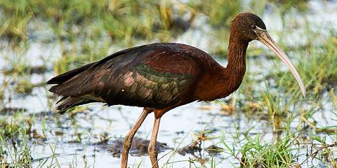 5-Day Midrange Safari to All the Best Parks