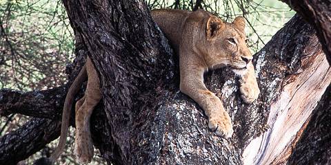 2-Day Serengeti Fly-in Fly out Expedition