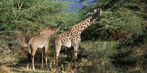 5-Day Best Offer Camping Safari with Dallas