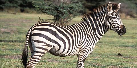 3-Day Tarangire, Ngorongoro & Manyara Midrange Tour