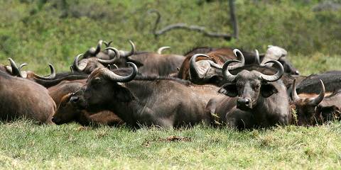 5-Day Majestic Safari Tanzania Northern Circuit N Parks