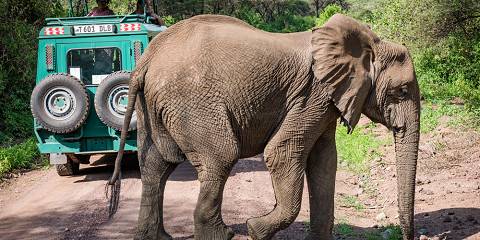 5-Day Safari All Year Around