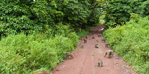 1-Day Unforgettable Trip to Tarangire National Park