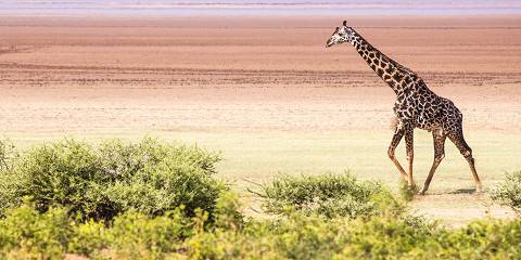 4-Day Exciting Birthday Celebration Fly-in Safari