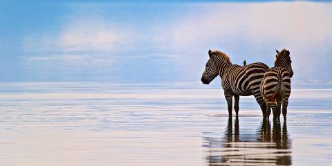 5-Day Northern Tanzania Safari Extension
