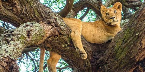 3-Day Experience Tarangire, Ngorongoro & Manyara Safari