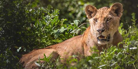 5-Day Best Safari Northern Tanzania Circuit Experience