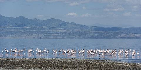 Safari Option with Lake Natron