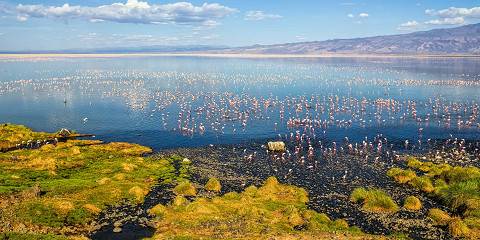 | Tarangire, Ngorongoro, Serengeti, & Lake Natron