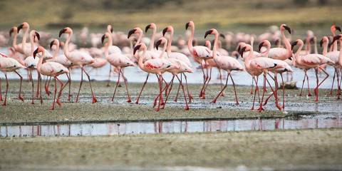 Tanzania Great Migration Experience (July–October)