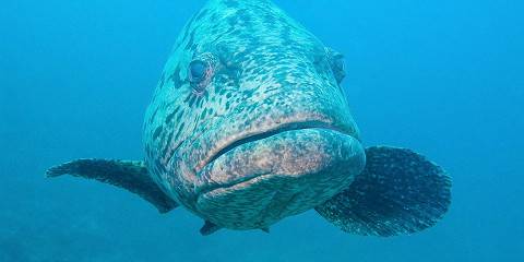 Zanzibar to Mafia Island Group Tour