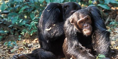 17-Day Chimpanzee & Big Game Safari by Safari Moja Matata