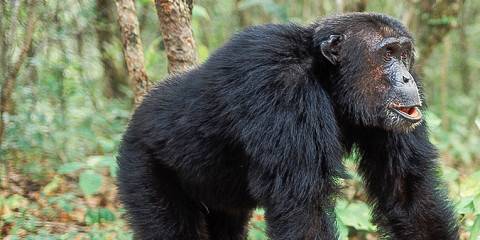 3-Day Gombe Chimpanzee Trekk from Dar Es Salam by Flight