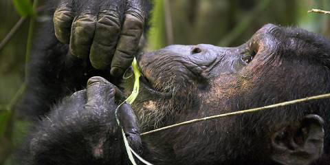 3-Day Chimpanzee Gombe Trek