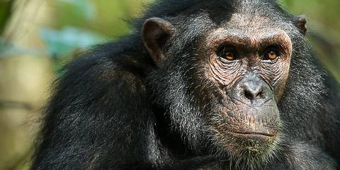 3-Day Chimpanzee Trek, Gombe Park