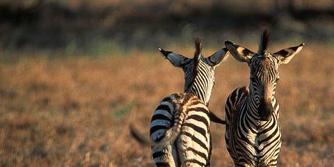 11-Day Spirit and Soul of Africa (Kenya/Tz) - High End