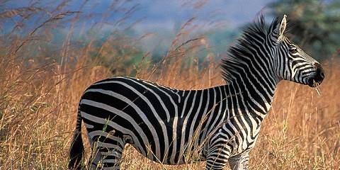 4-Day Mikumi National Park Safari (from Dar Es Salaam)