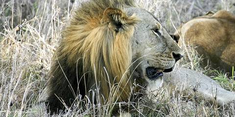 Mara Nakuru Amboseli Serengeti Ngorongoro Nairobi