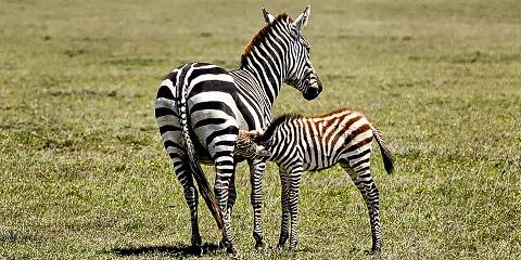 6-Day Migration Calving Safari (Mid December to March)