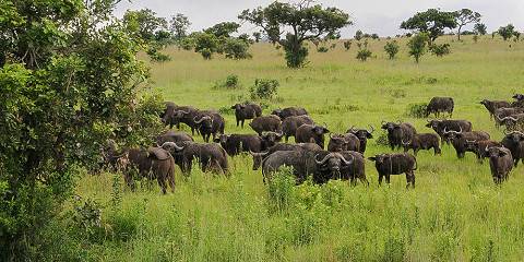 6-Day Ndutu Migration December to April