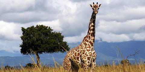 6-Day Tanzania Safari, Mount Kilimanjaro & Waterfalls