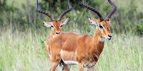 Serengeti Migration Safari