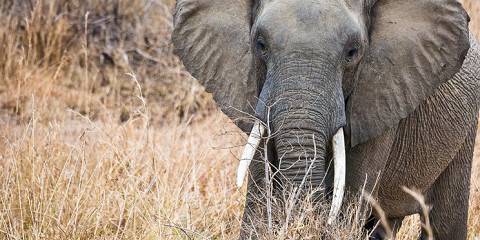 3-Day Serengeti Fly-in Safari – Mid-Range Escape