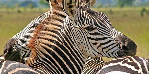 6-Day Majestic Tanzania - Mid-Range