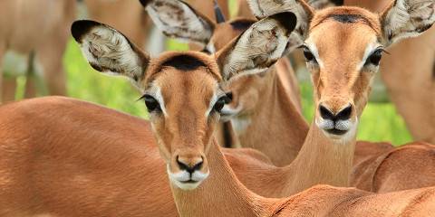 5-Day Tanzania Low Season Safari