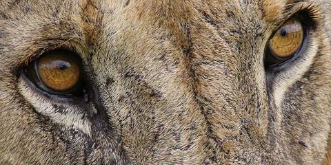 21-Day Untamed Luxury Expedition Across Kenya & Tanzania