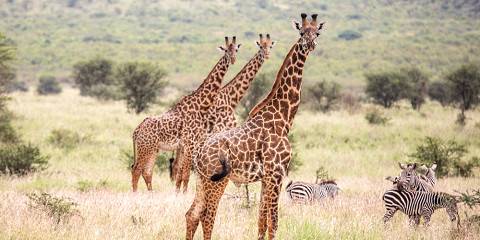 4-Day Budget-Friendly Big Five Safari Adventure