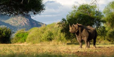 Big Five Safari, Kilimanjaro & Coffee Tour