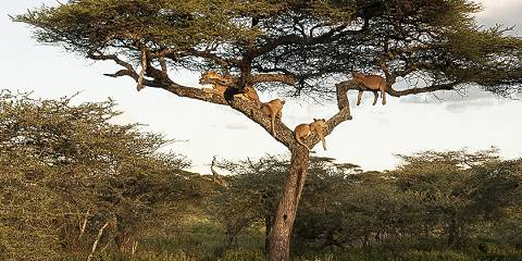 3-Day Family Safari Adventure 2 Adults & 2 Kids
